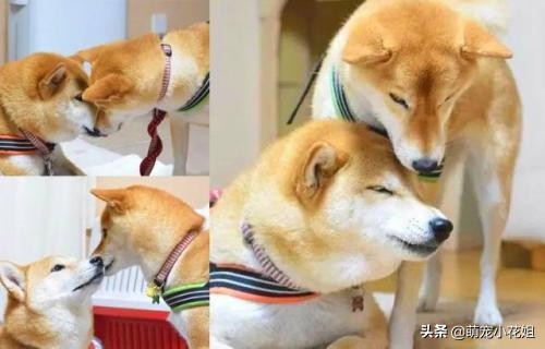 如何辨别狗粮好坏和选择的方法,狗粮泡水里怎么确认是好狗粮