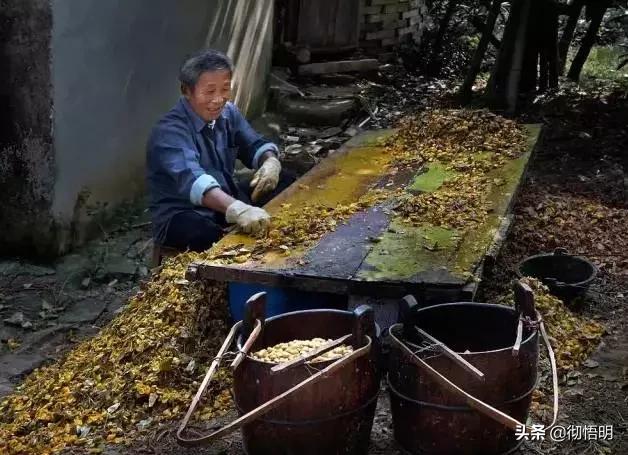 江苏旅游西山岛攻略图文,内湖洞庭西山岛