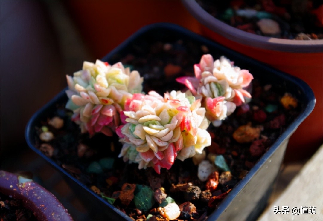 缀化的冰梅，还是头一次见到，真的很漂亮