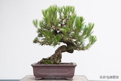 黑松盆景摘芽拔针图解 (黑松盆景针芽怎样修剪)