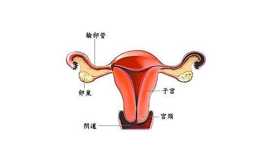 月经前白带增多是正常症状吗,月经来潮前白带有点黄是正常的吗