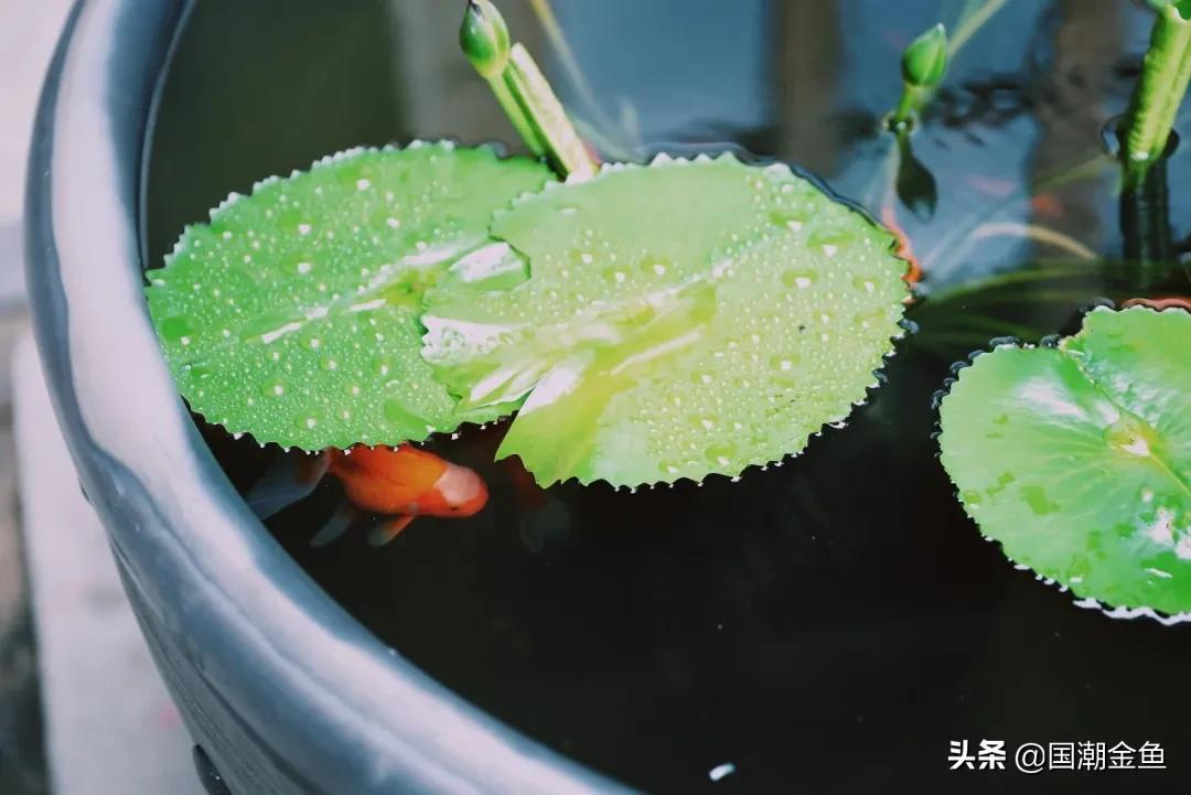 养龙鱼怎么才能节省电,养金鱼必备小知识