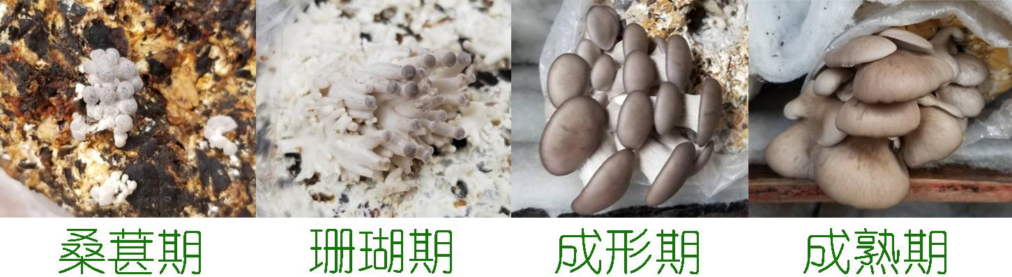 在家种蘑菇菌包靠谱吗,家种蘑菇菌包