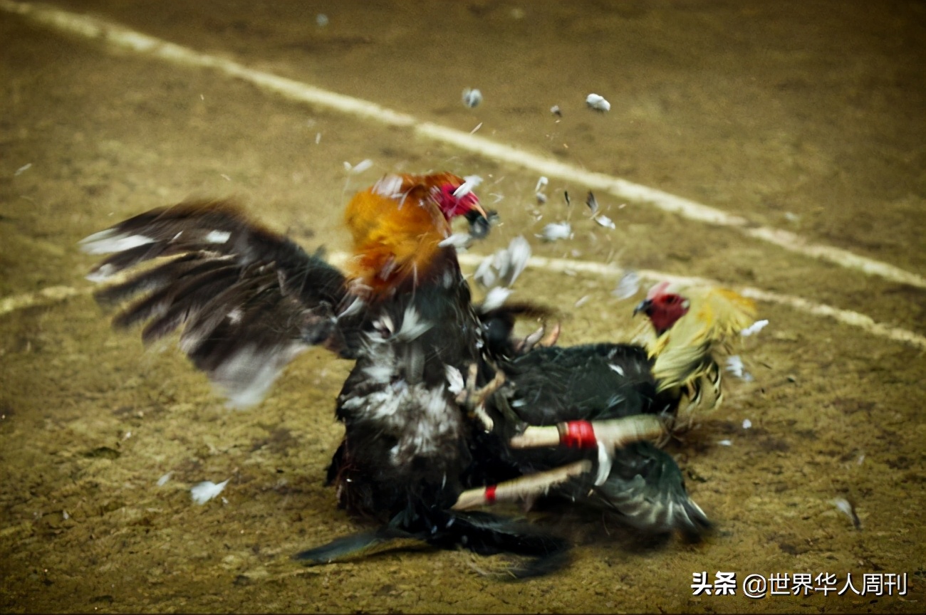 菲律宾斗鸡带刀杀死主人,一警察被公鸡刺死