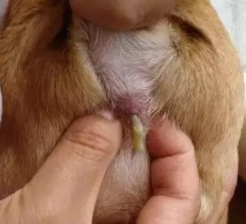 狗狗肛门腺发炎怎么办,狗狗肛门腺发炎症状有血水