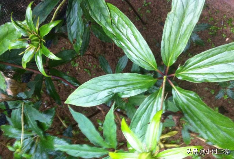 小何三农：治疗咽喉肿痛的原材料，与您分享七叶一枝花的种植经验