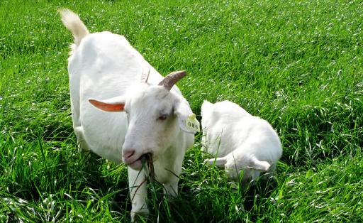 羊肉的家常做法羊肉火锅,秋季进补正当时美味羊肉是首选