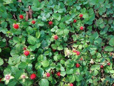 十二属相对应的植物,十二生肖中最罕见的植物