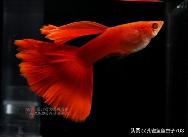 全红孔雀鱼怎么繁殖出好的品相,全红孔雀鱼怎么就是不生