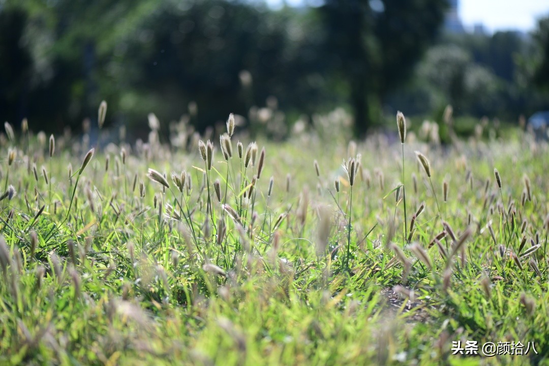 北京圆明园一日游推荐,圆明园秋色如画