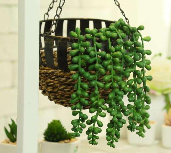 垃圾养花的方法视频,垃圾发酵养花方法