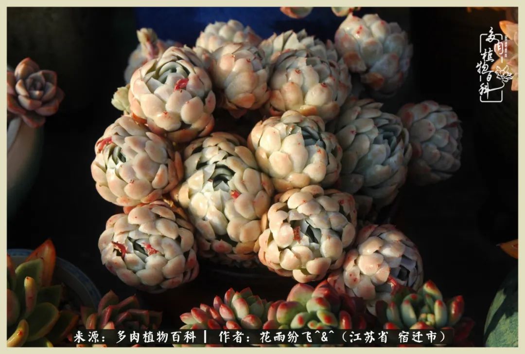 我家老臧：从反对到爱屋及乌的多肉守护人