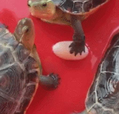 养了10年的乌龟竟然下蛋了,养了十年的乌龟突然下蛋了