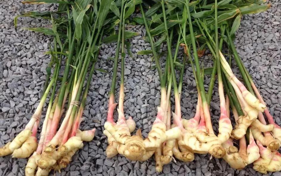 大姜苗子扎小辫是怎么回事,大姜倒苗有哪些病