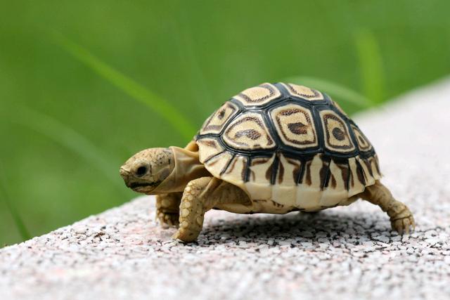 小乌龟浮水没精神怎么办,小乌龟不吃东西怎么办