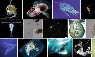 鱼类寄生虫病防治,新型鱼瘟怎么预防