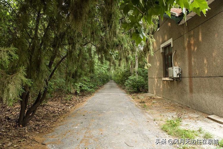 济南秋天的法国梧桐,济南一颗梧桐树