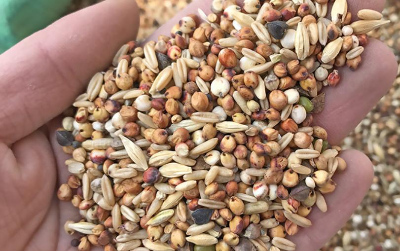 黄桃鹦鹉拉稀带绿,黄桃鹦鹉打蔫拉稀怎么治疗