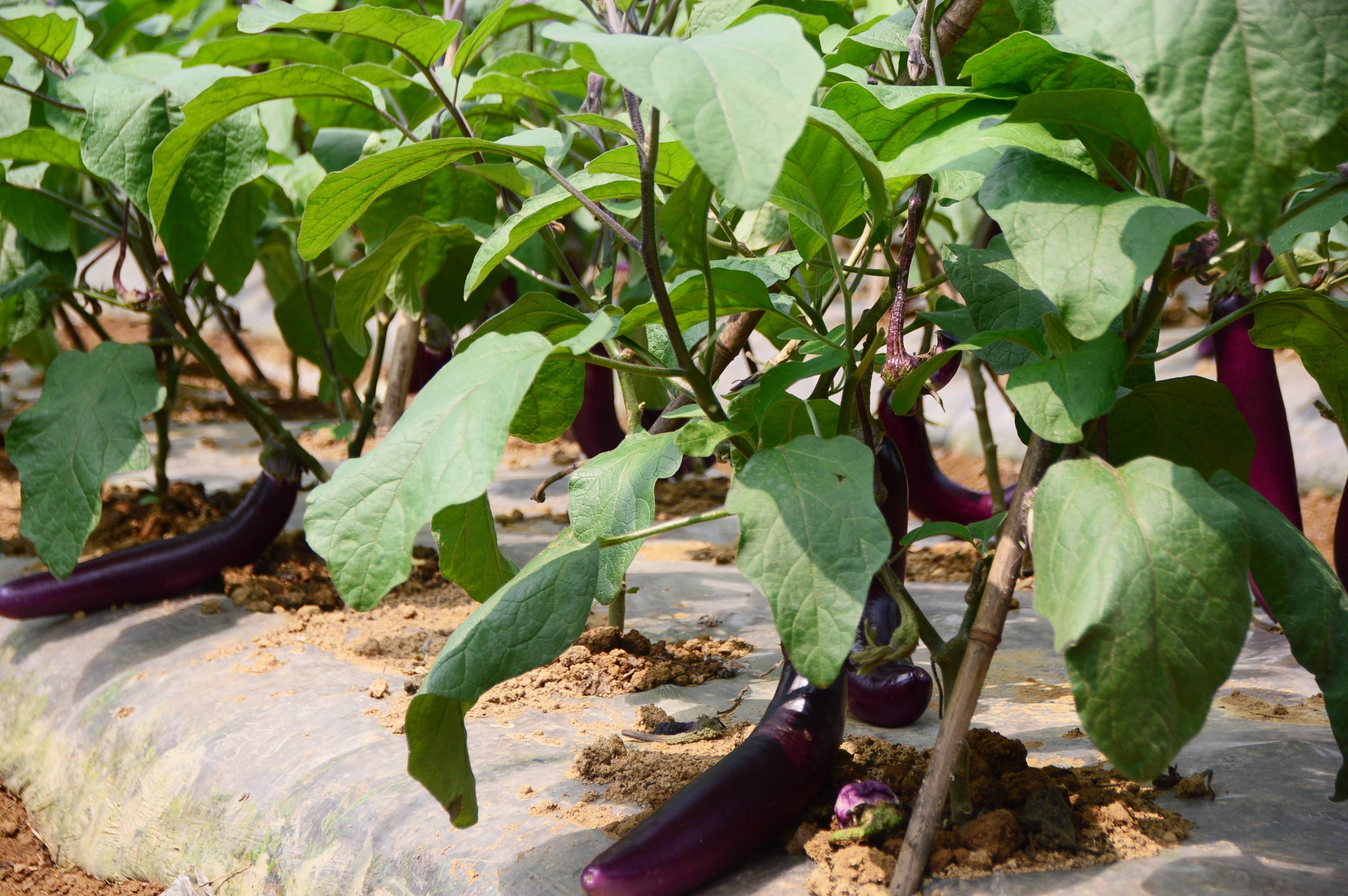 茄子结果期黄叶病用什么药,茄子褐纹是什么症状