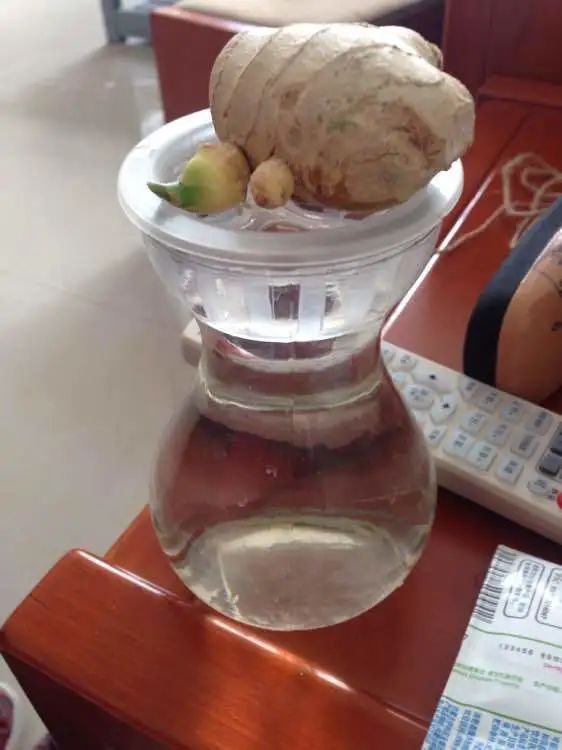 生姜发芽后还能不能种花,生姜发芽了现在可以盆栽吗