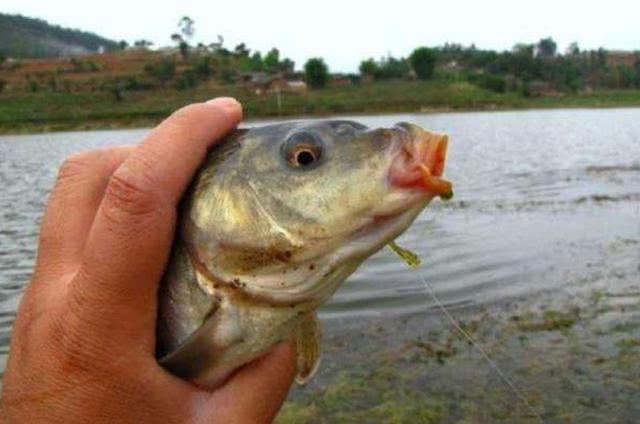鱼塘老滑鱼不开口怎么钓,对付滑口鱼的正确方法