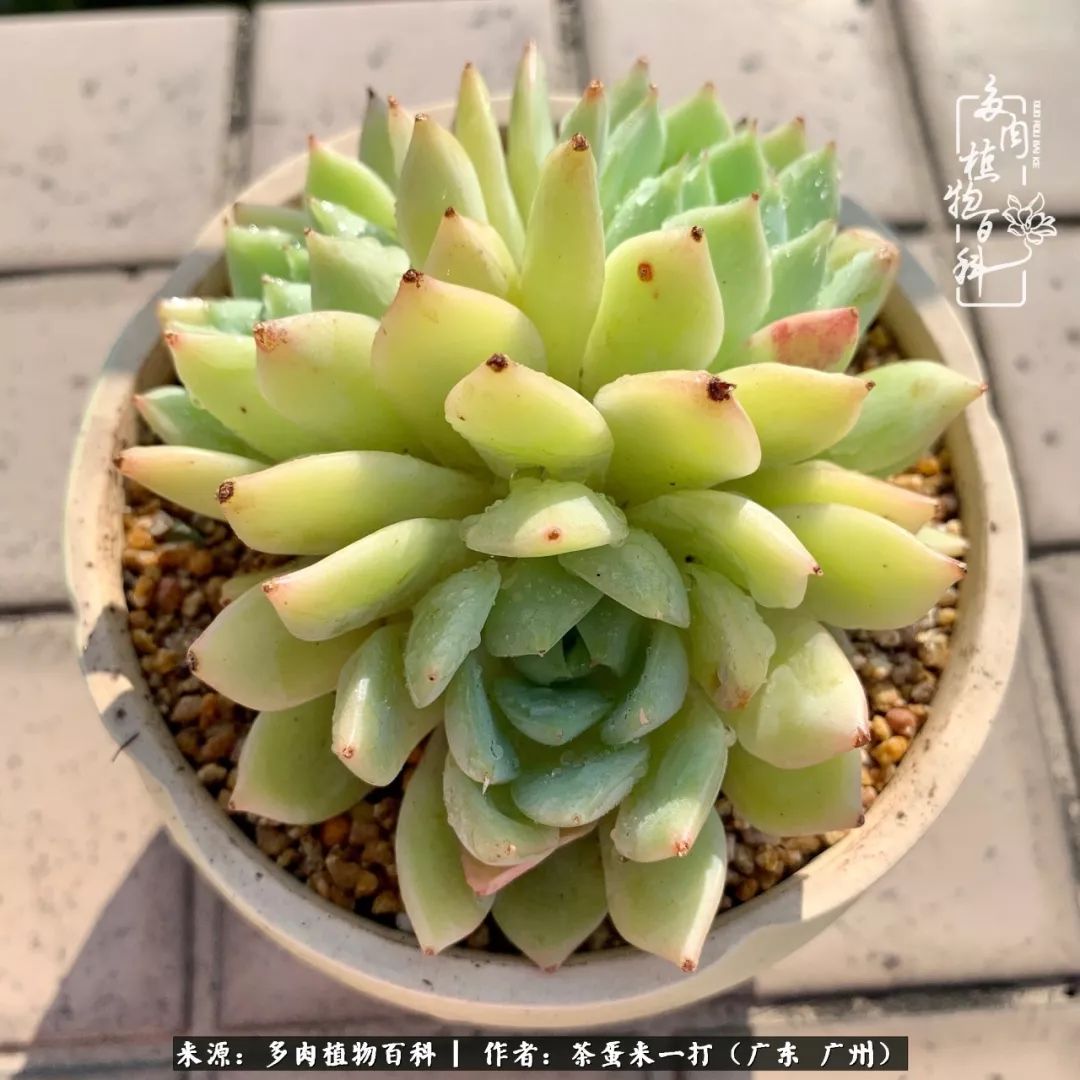 在冬日阳光下，记一个多肉小白的养肉历程