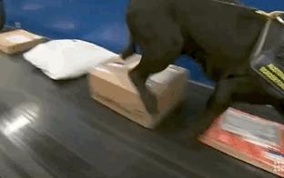 澳洲入境被遣返流程,澳洲三年不准入境禁令怎么解除