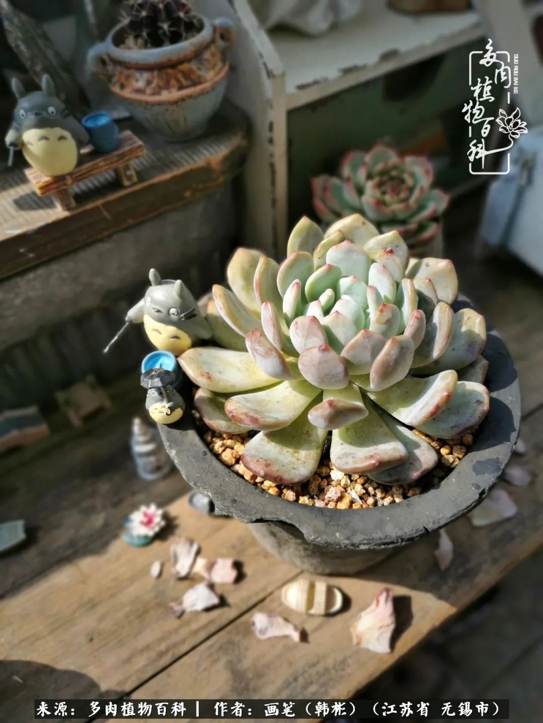 阳台多肉花园简直美翻了,适合男生养的多肉