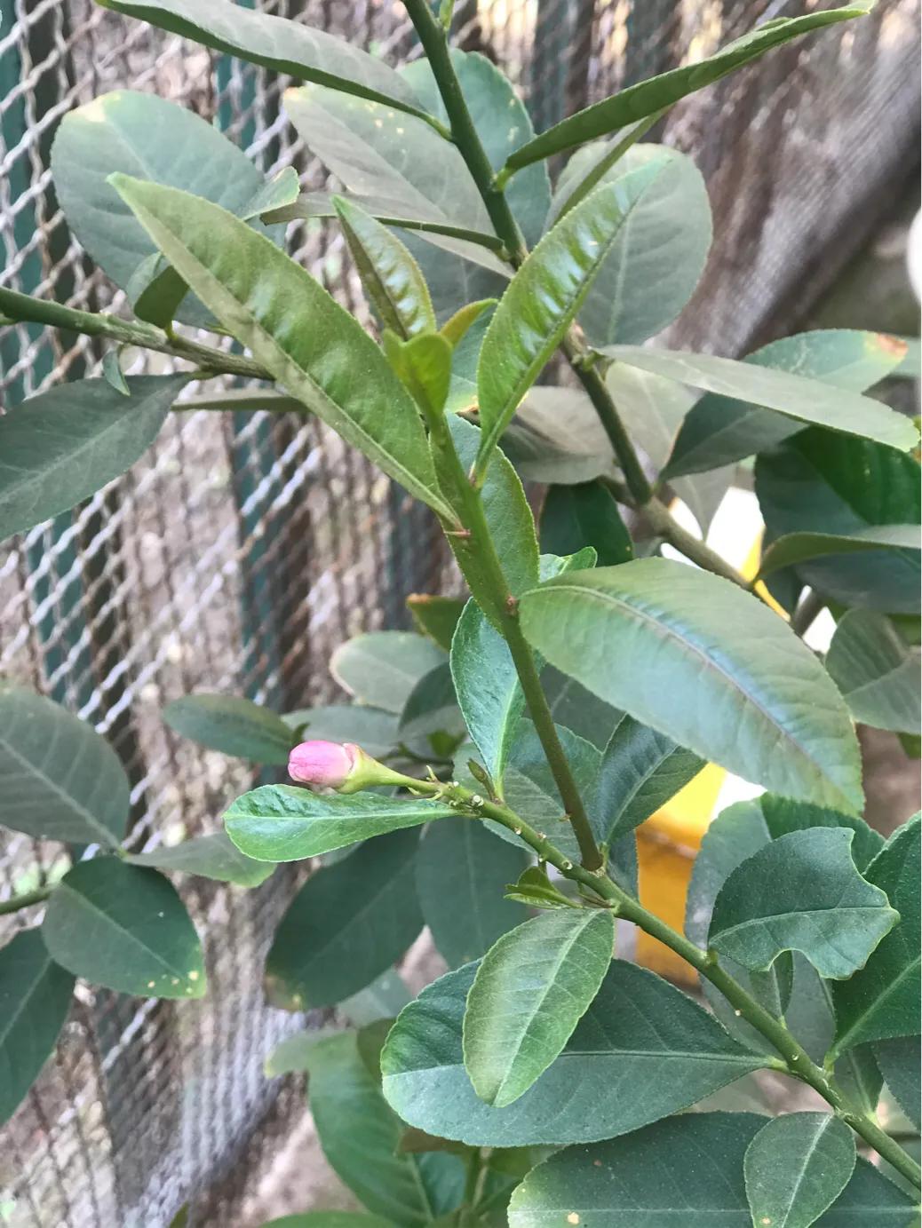 柠檬日记纪录片,柠檬日记的视频