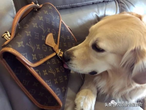 非常好看的宠物包,大家的包都带什么玩偶