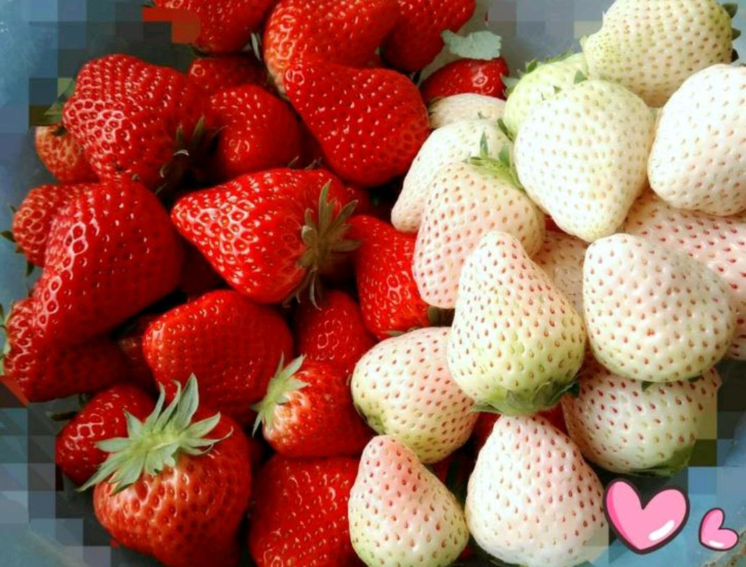 这“38种花”，当你开始收集品种时，你已入坑颇深