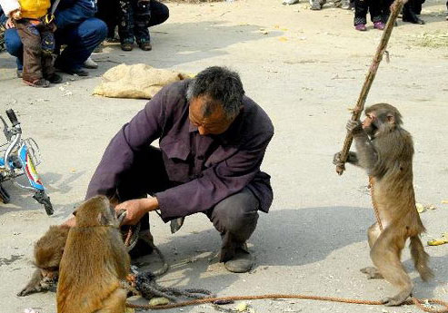 耍猴背后的真实故事,街头耍猴人违法吗