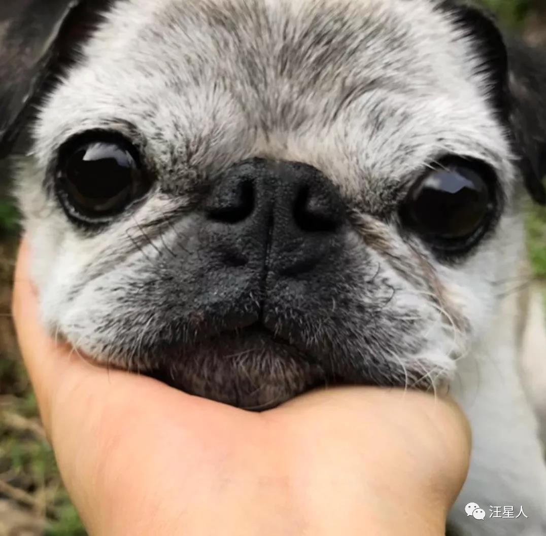 为什么狗子小时候都是肉滚滚的,狗子小时候和长大后的毛质不一样