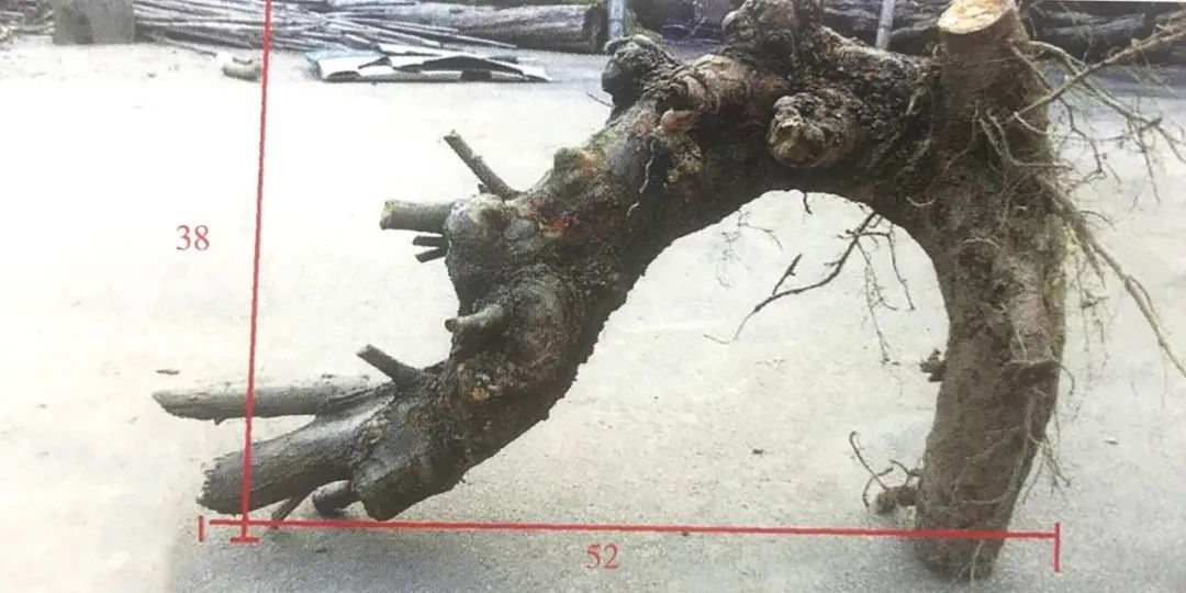 榆树盆景用的榆树是什么品种,小榆树盆景设计100种形态