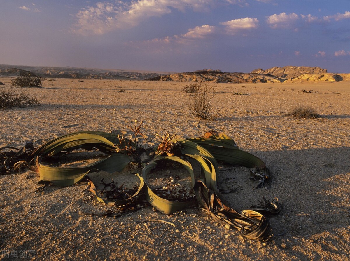 自然界嘴巴奇特的十种动物,十种奇特的自然界植物图片