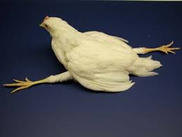 关于鸡的这些冷知识,你都知道吗?