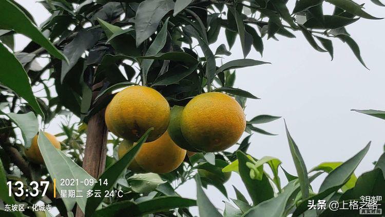 眉山柑橘推介会,眉山柑橘技术