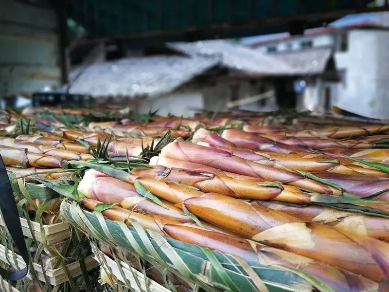 春笋人间四月天,人间四月天吃春笋