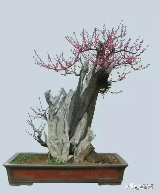 赏梅花十首最好的诗,最经典的梅花十绝