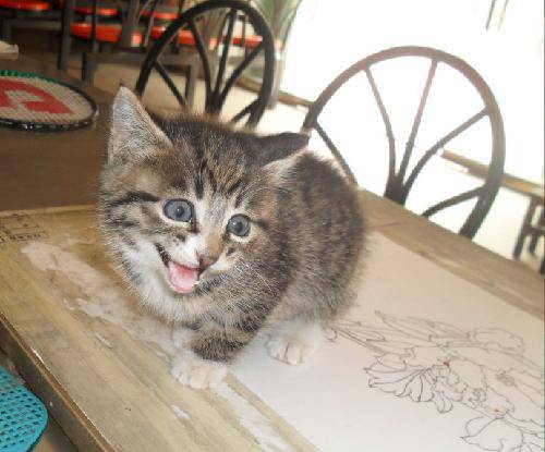 濡炲褰掓潵,鍠靛柕褰掓潵