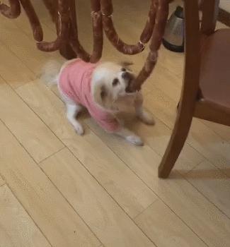 铲屎官都注意了狗狗为什么吐黄水,狗狗呕吐的5个常见原因