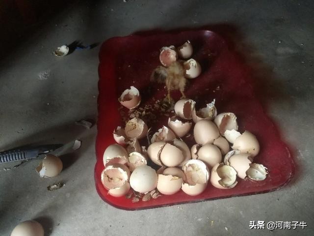 在家里如何孵化小鸡,自己在家怎么简单孵化小鸡