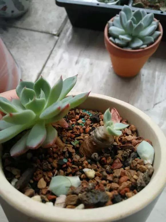 多肉根腐黑没有多菌灵怎么救,养多肉很容易死