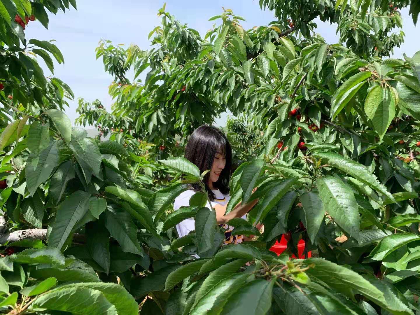 助力乡村振兴助推肉牛产业发展,顺丰快递推动乡村振兴