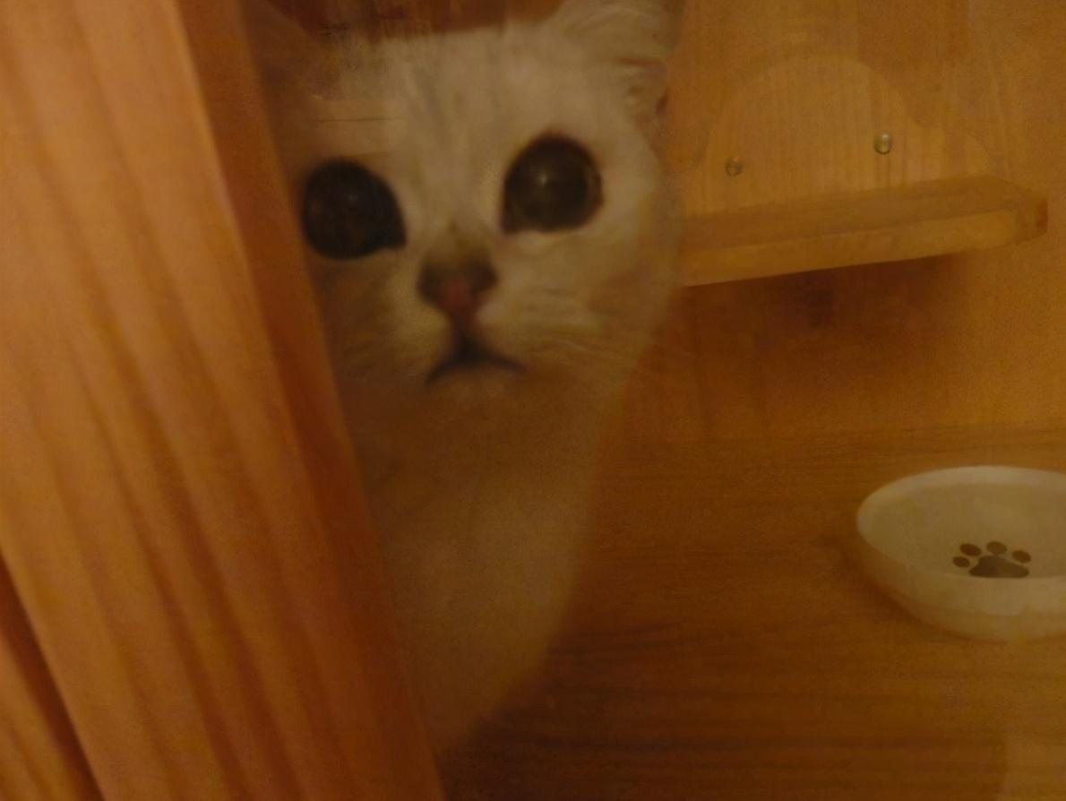 治猫癣耳螨,猫咪耳螨猫癣怎么办