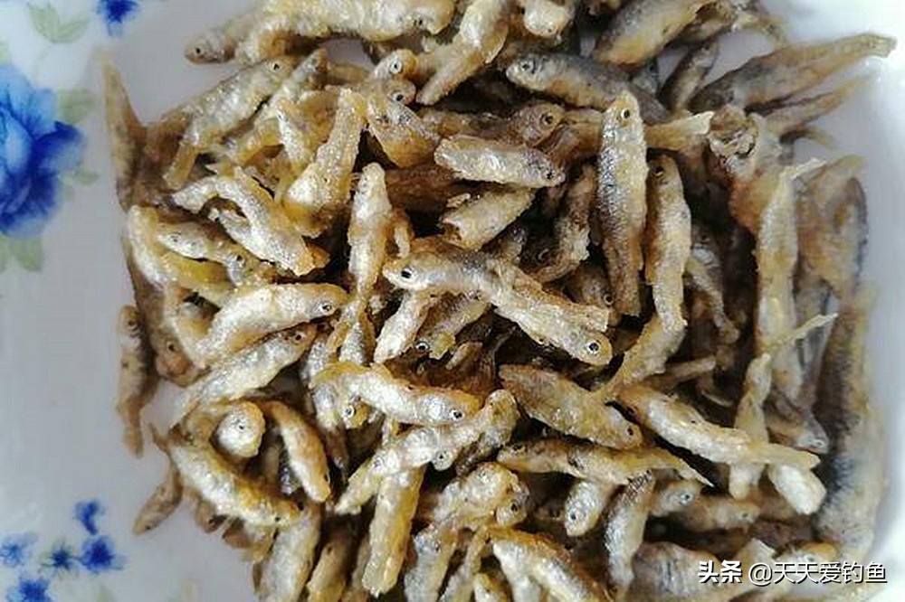 夏季高温麦穗鱼钓法,大麦穗鱼的最佳钓法