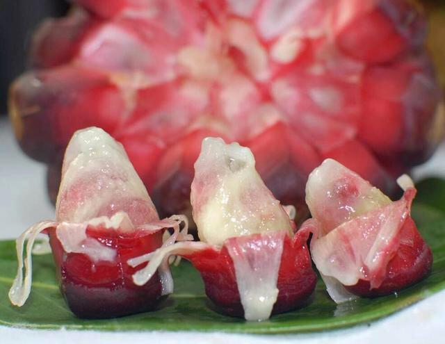 黑老虎果实种植技术,黑老虎水果种植