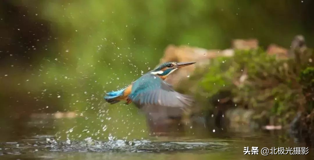拍摄鸟类照片技巧,拍摄鸟儿照片技巧