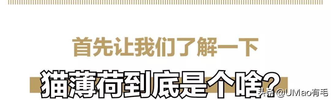 我们败了两款新型“猫*品毒**”孝敬主子，你猜哪种比较受猫欢迎？