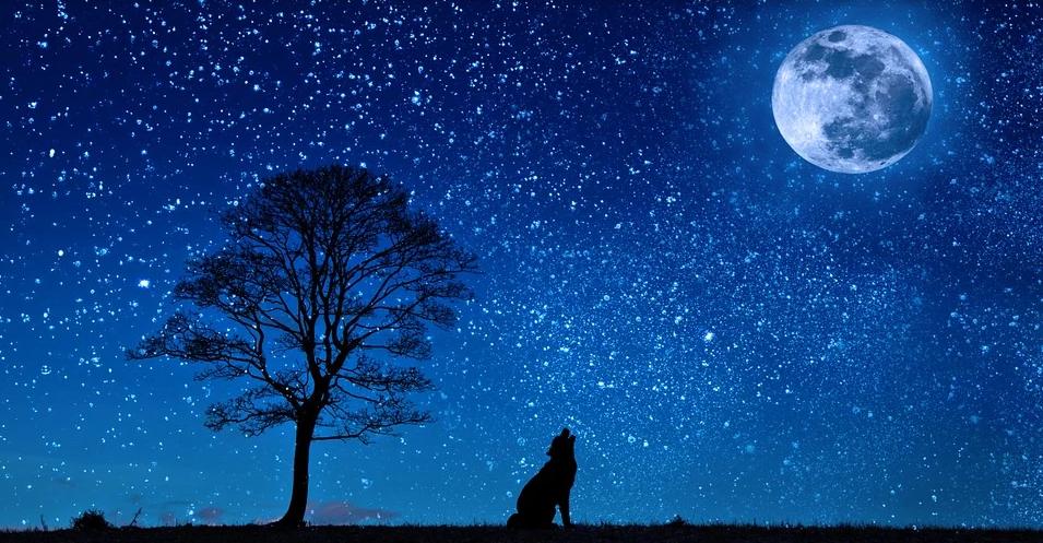 tree植树节,外国的植树节在哪里